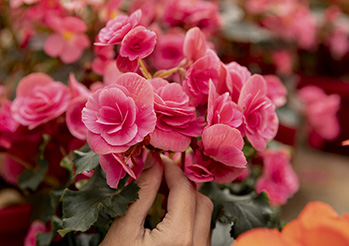 Begonia: Najpiękniejsze odmiany na balkon i do ogrodu (Uprawa)