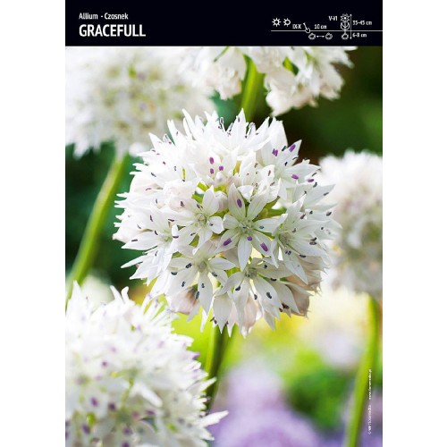 Allium - Czosnek Gracefull 3szt