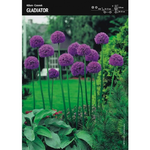 Czosnek Gladiator Allium Wyjątkowy Cebulka 1szt