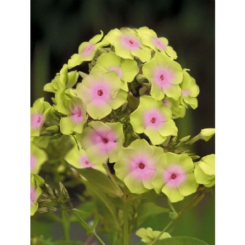 Phlox - Płomyk Wiechowaty Sherbet Blend 1szt