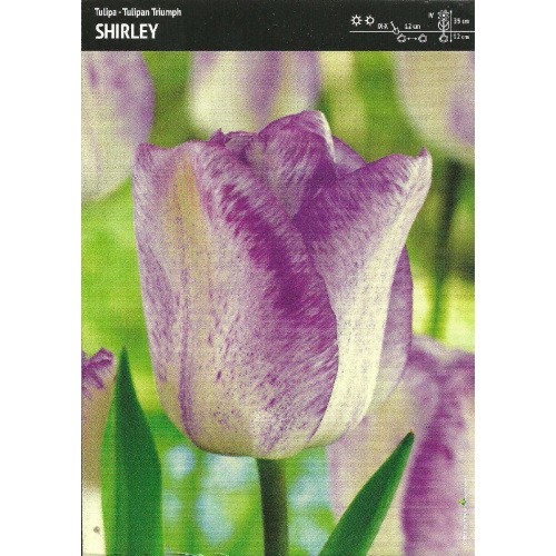 TULIPA - TULIPAN SHIRLEY