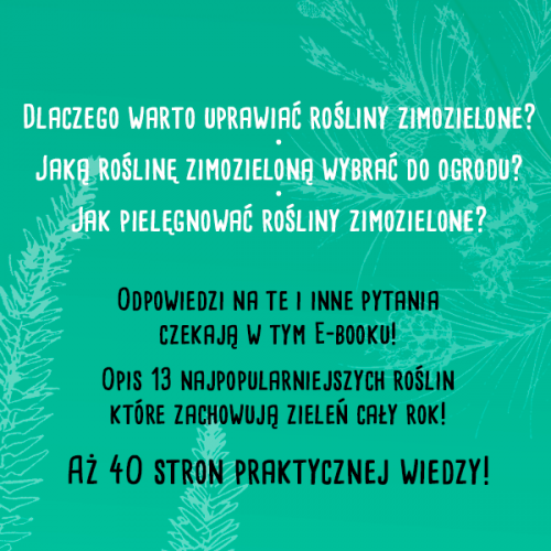 ROŚLINY ZIMOZIELONE Poradnik E-book