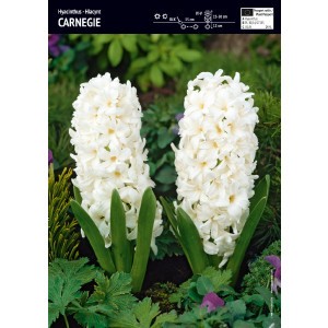 Hiacynt Carnegie Cebulka 5szt