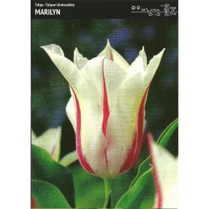 Tulipan Liliokształtny Marilyn 5szt