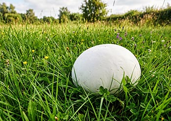 Czasznica olbrzymia zamiast mięsa? Ten gigantyczny grzyb smakuje lepiej niż schabowy