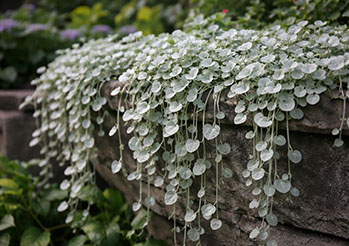 Dichondra - uprawa, pielęgnacja i zastosowanie