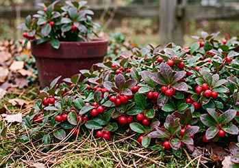 Golteria rozesłana (Gaultheria): uprawa, zimowanie i pielęgnacja. Czy przetrwa w domu?