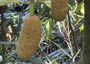 Czy jackfruit można uprawiać w Polsce w doniczce? Poradnik dla początkujących