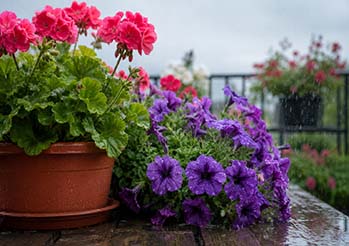 Zimny i deszczowy maj? Jak uratować pelargonie, supertunie i surfinie przed przelaniem i gniciem korzeni