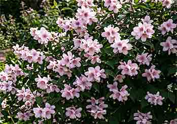 Różowy jaśminowiec 'Petite Perfume Pink' – jak uprawiać absolutny hit Chelsea Flower Show w ogrodzie i donicy?