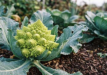 Kalafior romanesco - jak uprawiać, zbierać i gotować