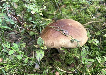 Kiedy iść na grzyby po deszczu? Zasada 2-3 dni, optymalna temperatura i fazy księżyca w praktyce