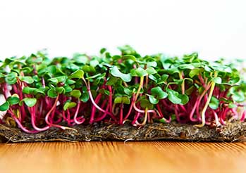 Hodowla kiełek rzodkiewki w domu krok po kroku – twój własny superfood
