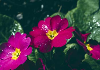 Ogród nocny: Kwiaty pachnące wieczorem i świecąca petunia Firefly