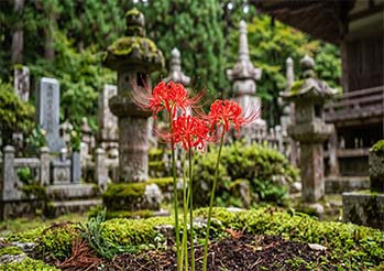 Lilia pajęcza (Lycoris radiata) - tajemniczy „kwiat śmierci”. Jak go uprawiać i czy zimuje w Polsce?