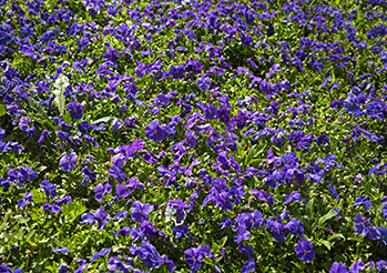 Lobelia - siew, pielęgnacja, odmiany i uprawa lobelii