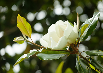Magnolia zimozielona wielkokwiatowa - Poznaj odmianę magnolii zieloną przez cały rok!