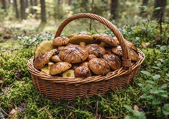 Maślaki - kiedy i gdzie ich szukać? Przewodnik po grzybobraniu, czyszczeniu i najczęstszych błędach