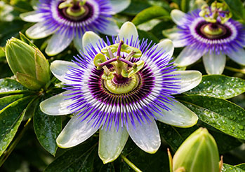 Passiflora: piękny kwiat egzotyczny, który szybko rośnie i kwitnie