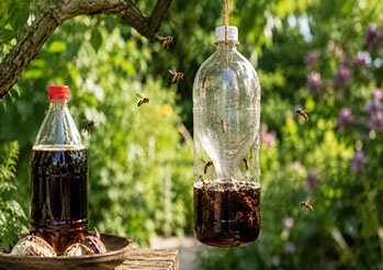 Genialny trik z Coca-Colą na osy i szerszenie. Bije rekordy popularności, a kosztuje grosze!