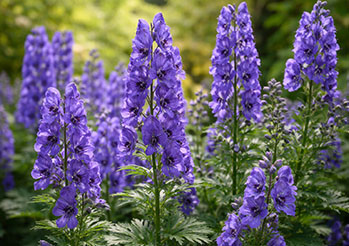 Tojad (Aconitum) - trująca piękność w ogrodzie
