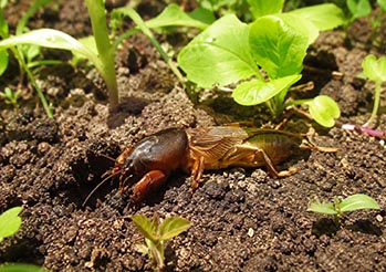 Domowe sposoby na turkucia podjadka. 5 naturalnych trików, które działają natychmiast