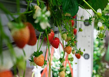 Urban Gardening: Jak urządzić jadalną ścianę na małym balkonie? Kompletny przewodnik ekspercki 2026.