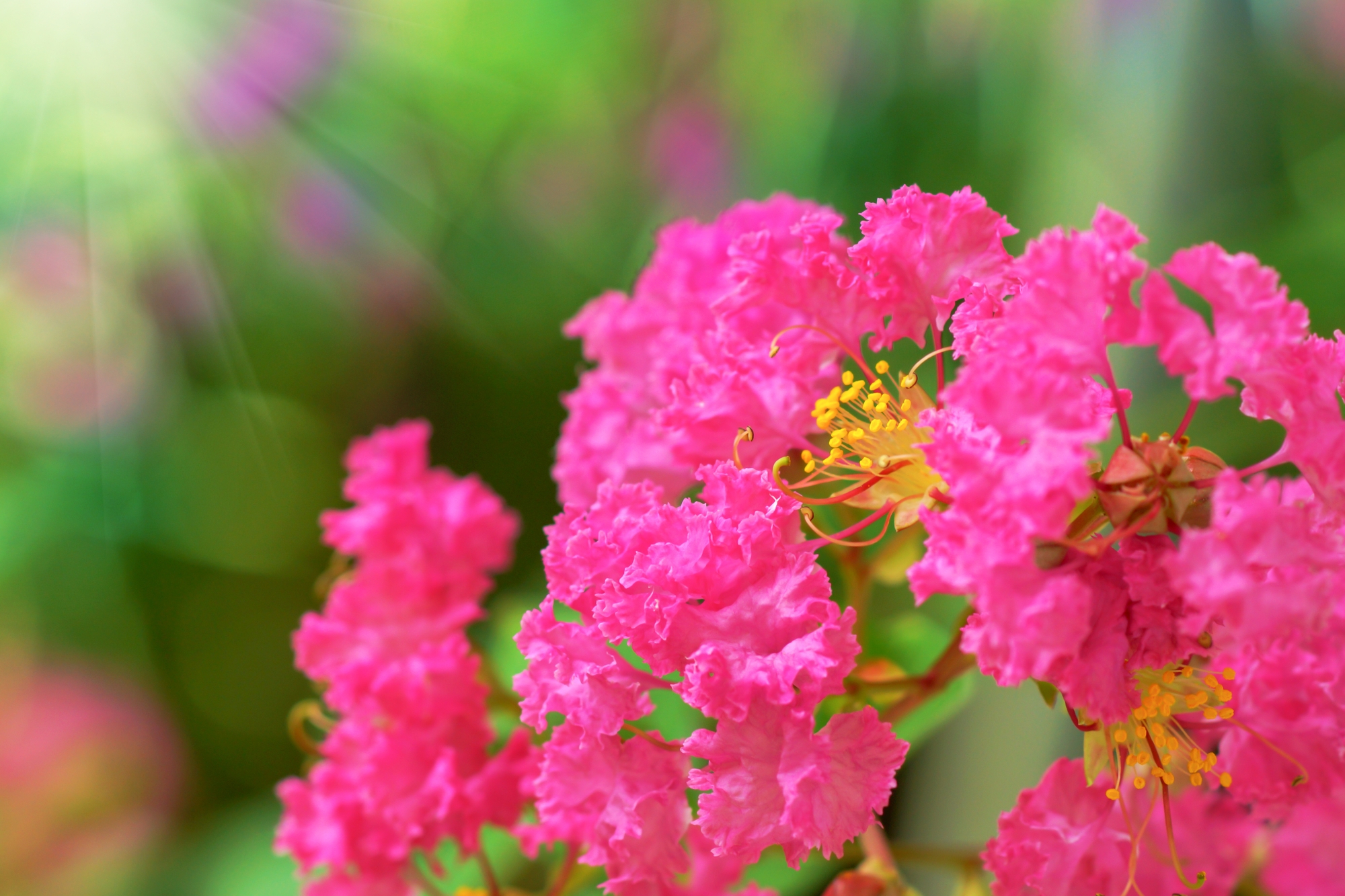 Lagerstroemia Lagerstroemia