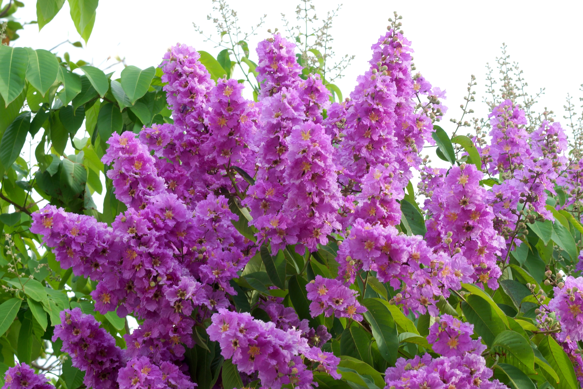 Lagerstroemia kwiat Lagerstroemia kwiat