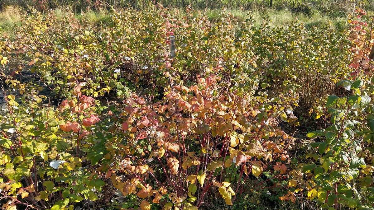 plantacja-malin