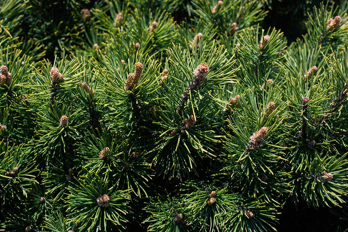 Sosna Pinus galezie sosny Sosna Pinus gałęzie sosny