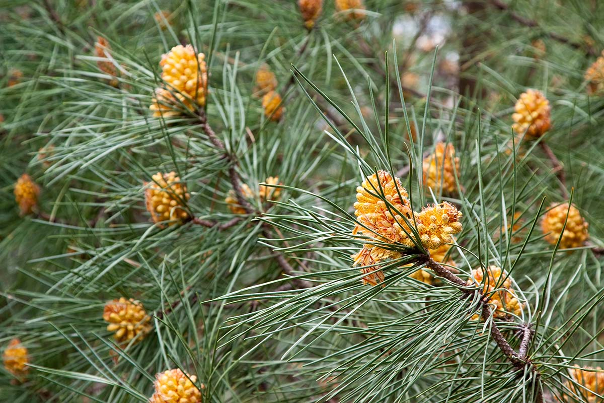 Sosna Pinus makro owoce sosny Sosna Pinus makro owoce sosny