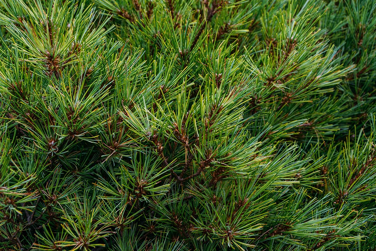 Sosna Pinus wiele galazek sosny makro Sosna Pinus wiele galazek sosny makro