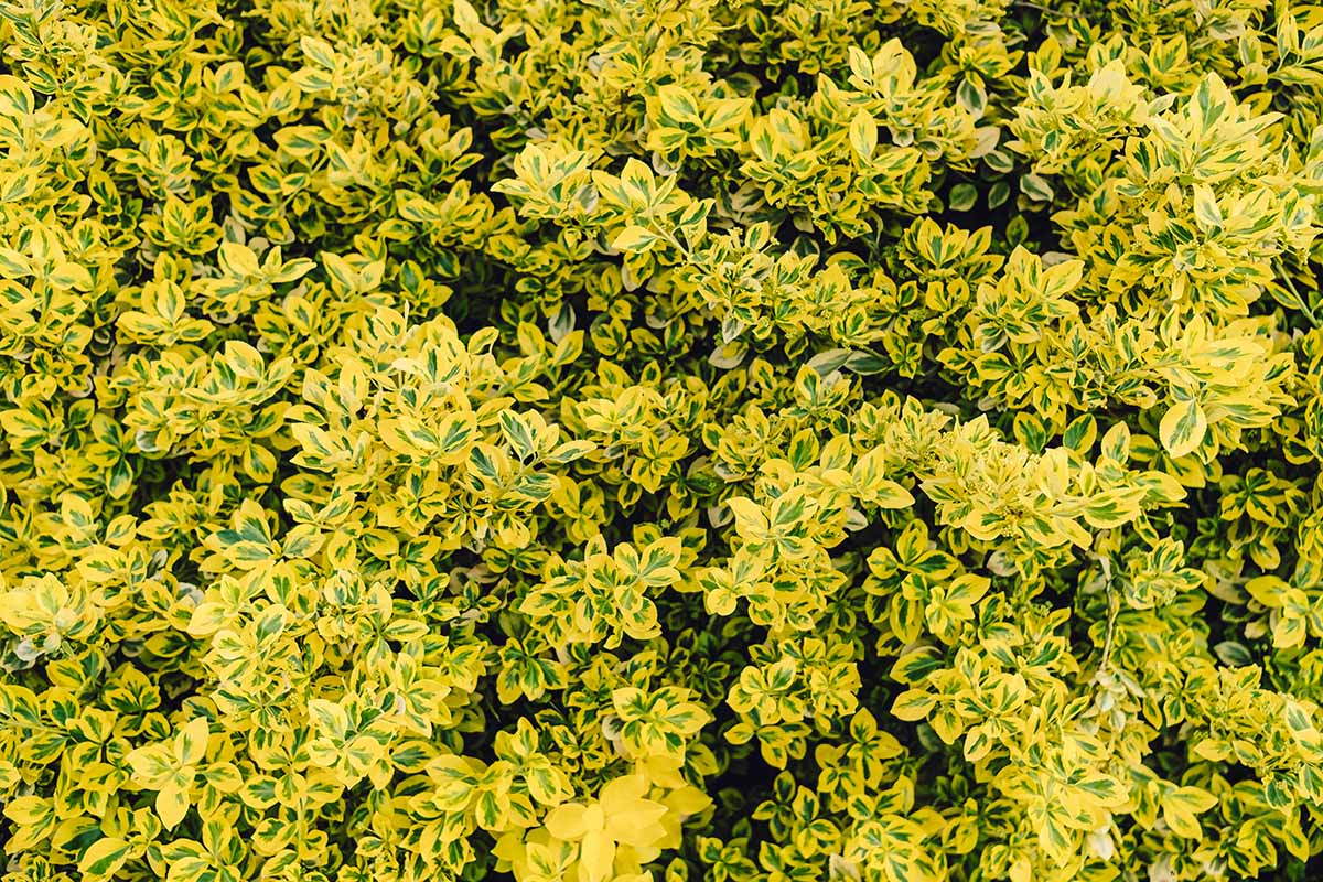 Trzmielina oskrzydlona, emerald, euonymus Trzmielina oskrzydlona, emerald, euonymus