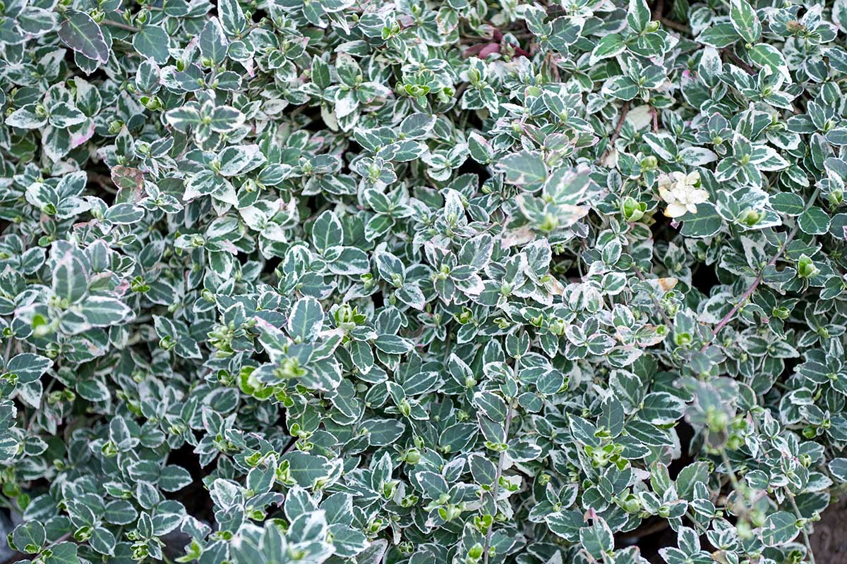 Trzmielina oskrzydlona, emerald, euonymus zielone listki Trzmielina oskrzydlona, emerald, euonymus zielone listki