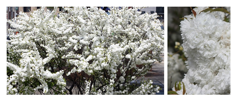 Wisnia Gruczolkowata Alba Plena Gardenowo Wisnia Gruczolkowata Alba Plena Gardenowo