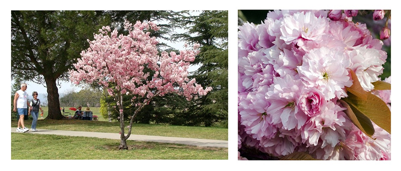 Wiśnia Piłkowana Pink Perfection Gardenowo Wiśnia Piłkowana Pink Perfection Gardenowo