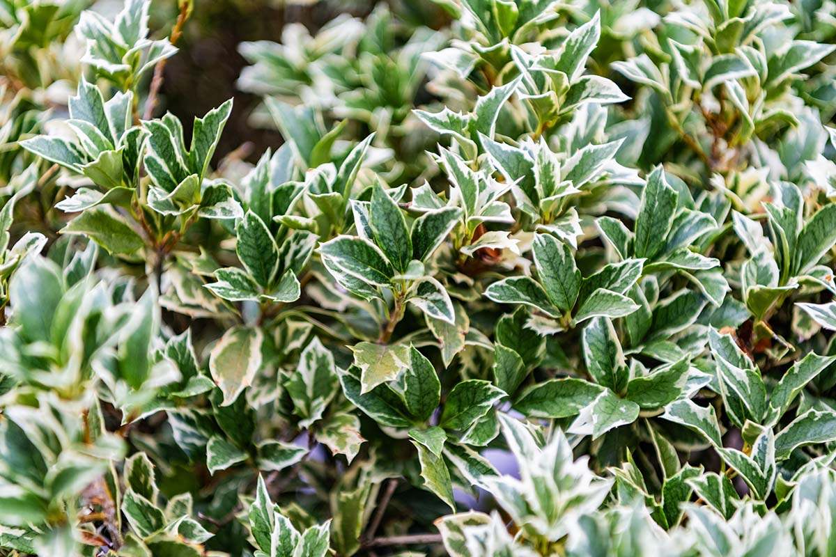 bialo zielone listki Trzmielina oskrzydlona, emerald, euonymus bialo zielone listki Trzmielina oskrzydlona, emerald, euonymus