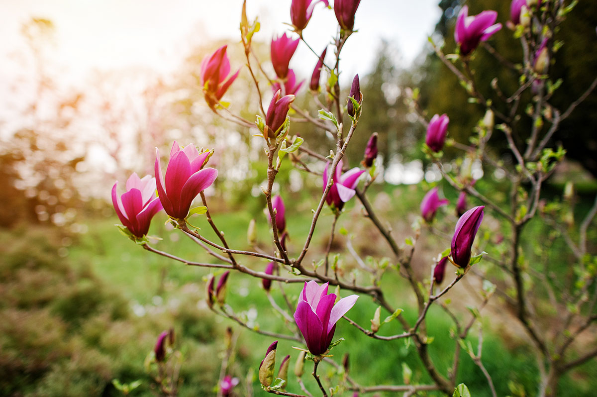 Magnolia Soulangeana nierozwoniete peki na tle wschodzacego slonca Magnolia Soulangeana nierozwinięte pęki na tle wschodzącego słońca