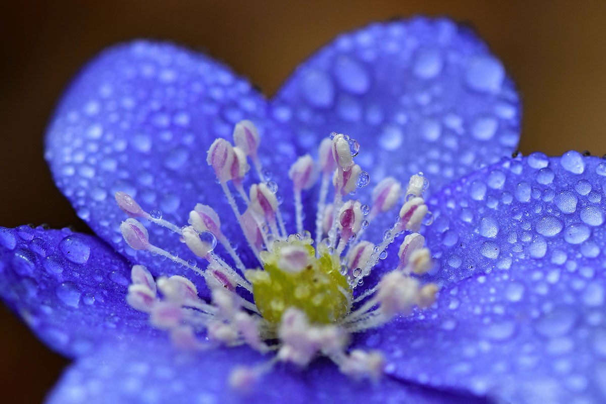 Przylaszczka pospolita (Hepatica nobilis) makro krople wody.jpg Przylaszczka pospolita (Hepatica nobilis) makro krople wody.jpg
