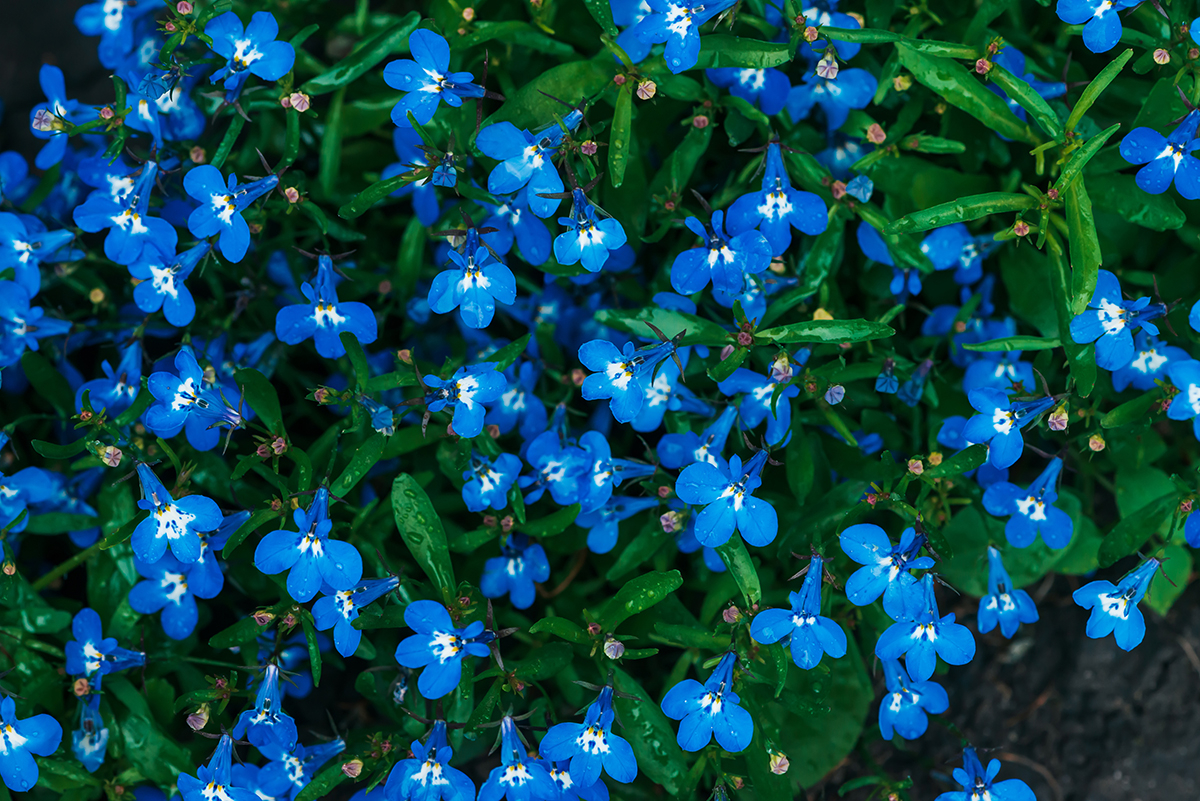 zblizenie na niebieskie kwiaty lobelii