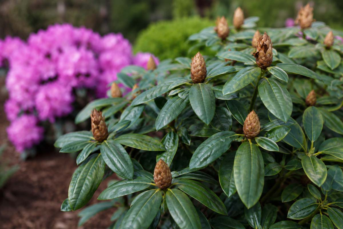 Brązowe pąki rododendrona - ostatni moment na ratunek krzewu Rododendron z brązowymi pąkami kwiatowymi w ogrodzie