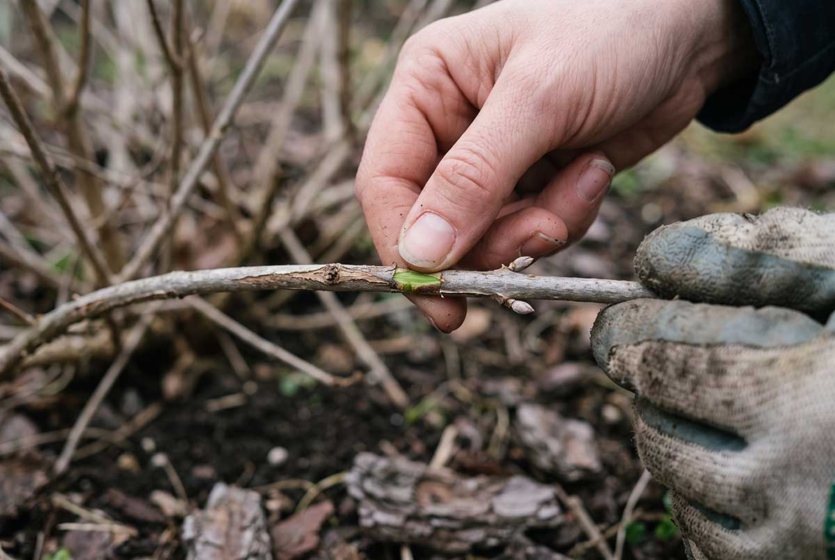 Test zadrapania kory budlei po zimie Test zadrapania kory budlei po zimie: zielona tkanka pod korą oznacza, że pęd żyje