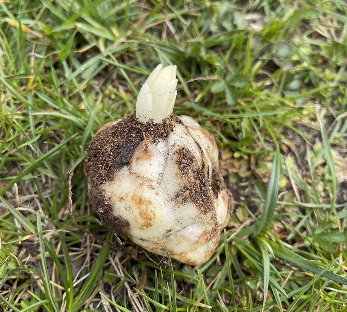 Zdrowa cebulka kwiatowa gotowa do posadzenia z widocznym pędem Pojedyncza, zdrowa cebulka kwiatowa z wyraźnym, białym pędem spoczynkowym wyrastającym z boku, położona na ziemi w otoczeniu trawy.