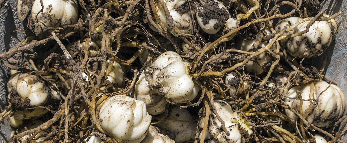 cebulki lilii cebulki lilii na podłodze w ziemi