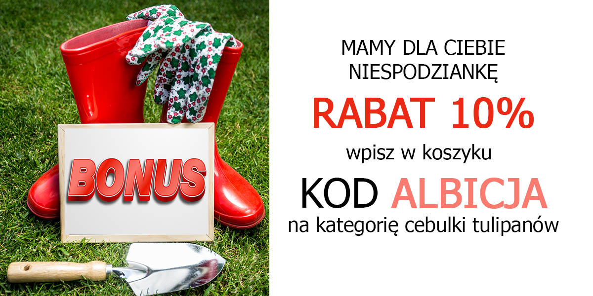 rabat na cebulki tulipanów rabat na cebulki tulipanów