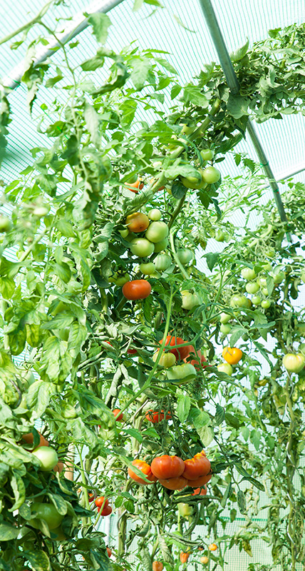 czerwone róże Gardenowo czerwone róże Gardenowo