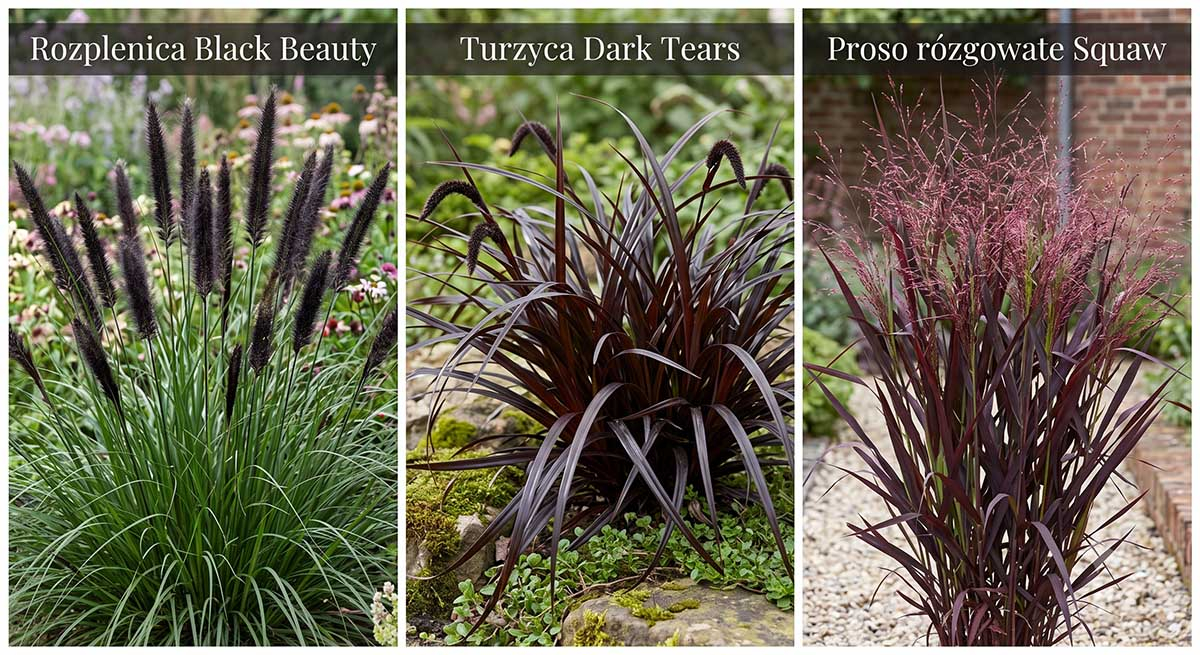Trzy odmiany ciemnych traw ozdobnych w ogrodzie: Rozplenica Black Beauty, Turzyca Dark Tears oraz Proso rózgowate Squaw.