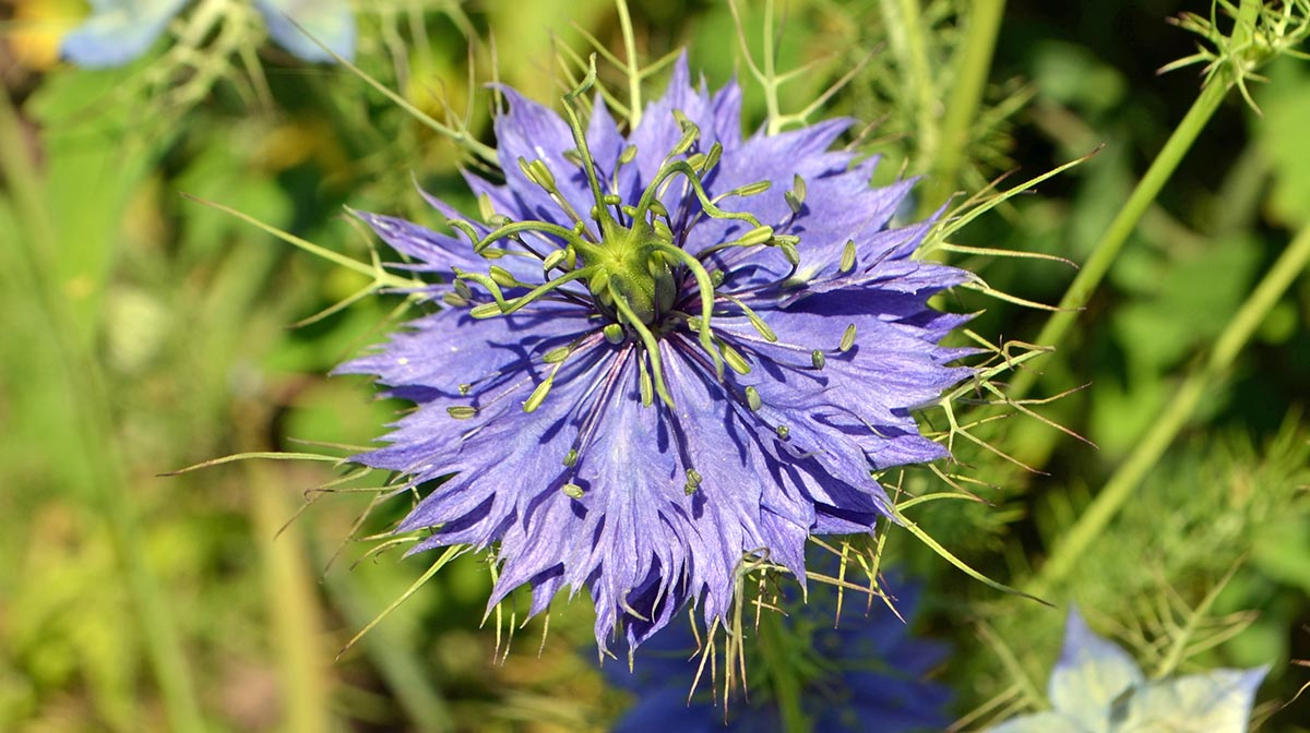 Czarnuszka siewna – roślina ozdobna i lecznicza. Delikatne, błękitne kwiaty czarnuszki siewnej (Nigella sativa) kwitnące na letniej rabacie.