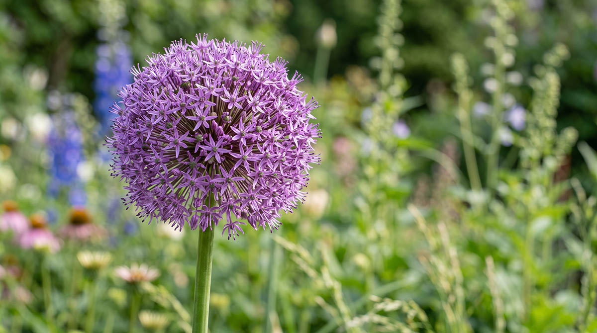 Fioletowa kula kwiatowa czosnku ozdobnego Allium giganteum w ogrodzie